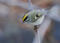 Golden-crowned Kinglet