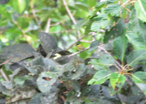 Golden-crowned manakin