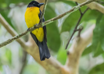 Golden-crowned Manakin