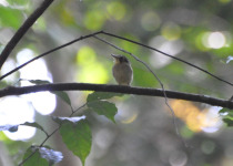 Golden-crowned Spadebill