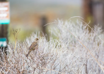 Golden-crowned Sparrow