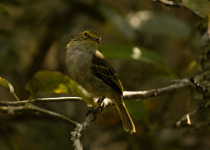Golden-crowned Tyrannulet