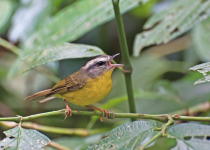 Golden-crowned Warbler