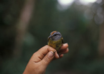Golden-crowned Warbler