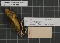 Golden-crowned White-eye