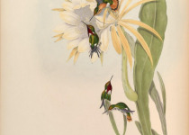 Golden-crowned Woodnymph