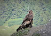 Golden Eagle