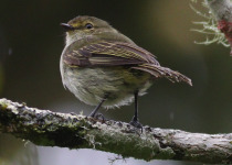 Golden-faced Tyrannulet