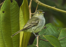 Golden-faced Tyrannulet