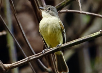 Golden-faced Tyrannulet
