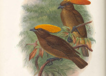 Golden-fronted bowerbird