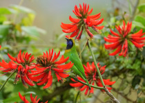 Golden-fronted Leafbird