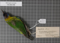 Golden-fronted Leafbird