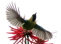 Golden-fronted leafbird