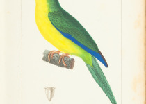Golden-fronted pseudocolaptes