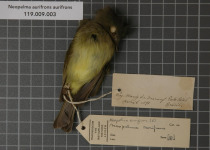 Golden-fronted whitestart