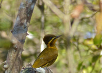 Golden-green Woodpecker