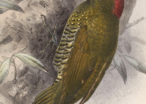 Golden-green Woodpecker