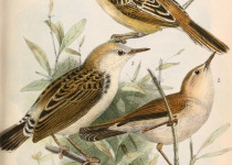 Golden-headed Cisticola