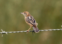 Golden-headed Cisticola