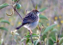 Golden-headed Cisticola
