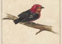 Golden-headed Manakin