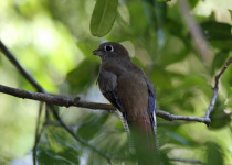 Golden-headed Quetzal