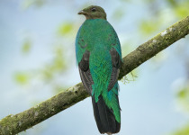Golden-headed Quetzal