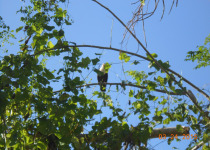 Golden-naped Tanager