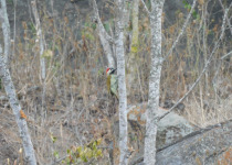 Golden-olive Woodpecker