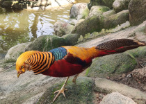 Golden Pheasant