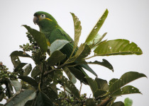 Golden-plumed Parakeet