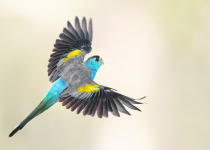 Golden-shouldered Parrot