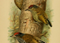 Golden-spangled Piculet