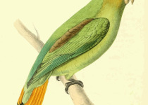 Golden-tailed Parrotlet