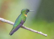 Golden-tailed Sapphire