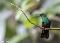 Golden-tailed Sapphire