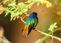 Golden-tailed Sapphire