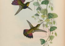 Golden-tailed Sapphire