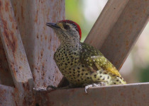 Golden-tailed Woodpecker