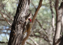 Golden-tailed woodpecker