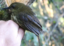 Golden-throated Arcanator
