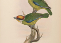 Golden-throated Barbet