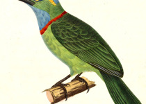 Golden-throated Barbet