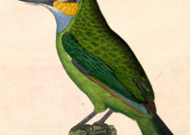 Golden-throated Barbet