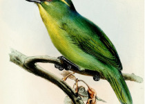 Golden Vireo