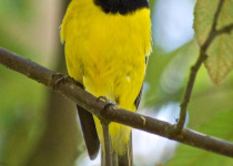Golden Whistler