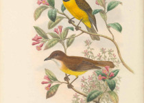 Golden Whistler