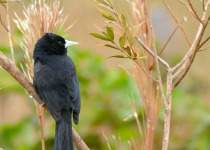 Golden-winged cacique