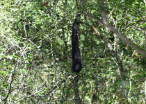 Golden-winged Cacique